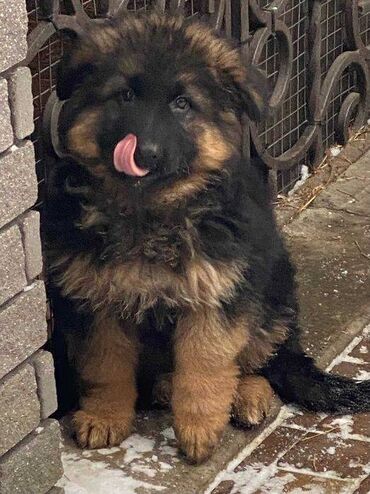 İtlər: Alman çoban iti, 2 ay, Erkek, Sənədli, Pulsuz çatdırılma — 20