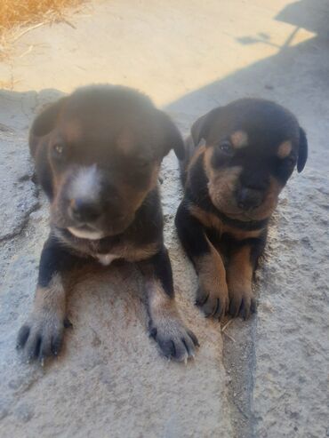 ov it: Doberman, 1 ay, Dişi, Ünvandan götürmə, Ödənişli çatdırılma