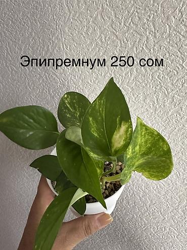 приму в дар комнатные цветы: Укорененные черенки/отростки. Адрес 8 мкр — 3