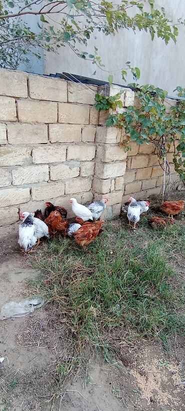 tap az ev quslari: Kent colpalari satisda. Bece🐓 Fere. 1kilodan coxdular. Masazirdadi