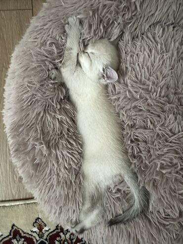 удобные подушки для сна: Продаю шотландского котенка красивый голубоглазый, игривый