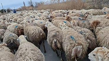 Qoyunlar, qoçlar: 550 baş qaradolaq sortu satlır qiymet elaqe saxla — 10