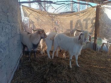 Козы, козлы: Продаю | Коза (самка) | Полукровка, Зааненская, Нубийская | Для разведения — 5