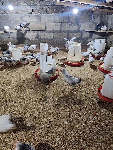 kirpi satisi: Təcili Satılır Serebris F6 colpaları 125 ədəd Colpa irili xırdalı 2 ay — 6