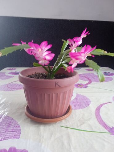 Другие комнатные растения: Продаю цветы декабристы