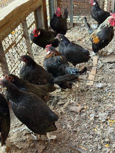 где купить инкубационное яйцо породистых кур: Продам карликов