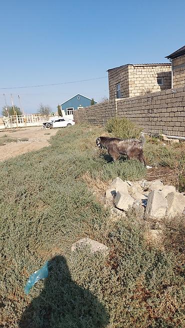 baliq akvarium satisi: Salam Hələb keçisi satlır Erkəy keçidi həm damazlığa həmdə kəsgiyə — 2