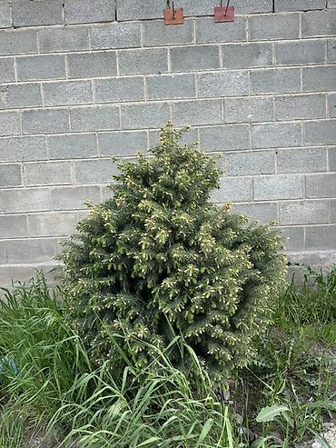 Ель: Ель (вероятно, канадская/серая, Picea glauca), компактная — 2