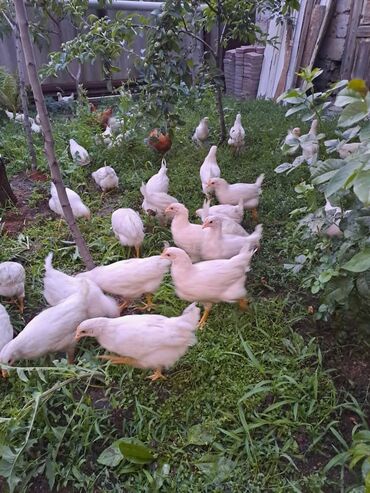 продажа цыплят в бишкеке: Курочки несушки породы "леггорн",без