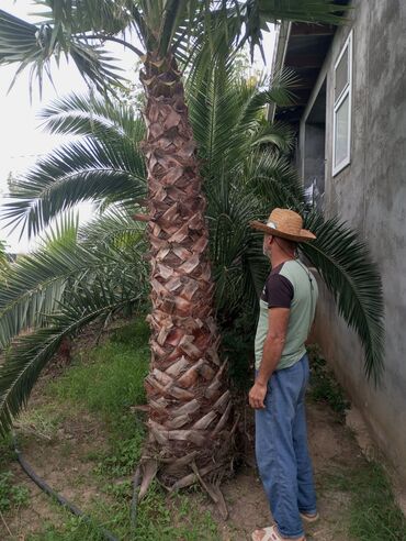 bamiyə bitkisi: 2 xurma ve 2 vasington palmasi.4 u 3500 manat