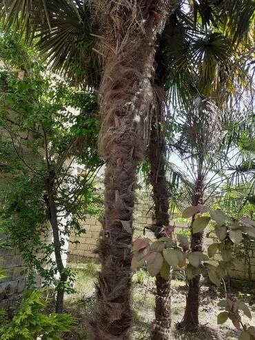 palma ağacı qiyməti: 3 eded palma ağacı satılır Ölçüleri (5 m 3 m 2 m ) Qiymet 1450 Azn