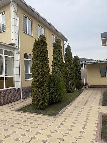 Ель: Продаю Ели голубые от 2-4 метров, колоновидные туи 4 метровые: густые — 33