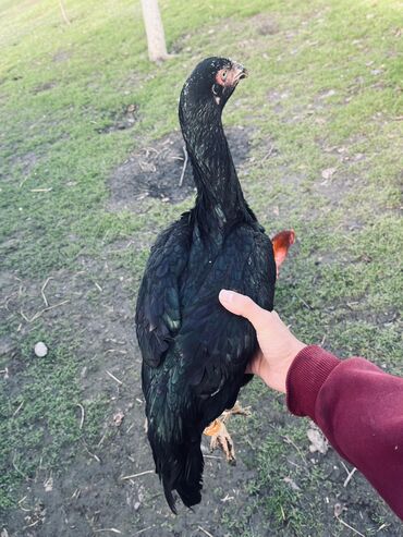 Cücələr: Toyuq cücələri, Damazlıq — 11