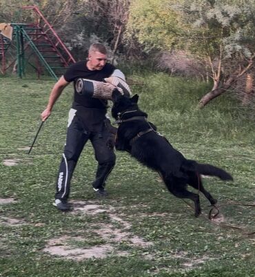 Вязка собак: Вязка: Немецкая овчарка, Самец, 2 года, С родословной — 3