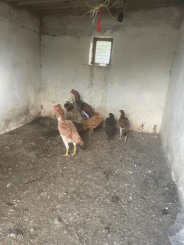 heyrati toyuq: Salam. Temız qan doyus ucun evden köçuruk deye satram sekılde — 2