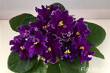 Π€ΠΈΠ°Π»ΠΊΠΈ ΠΈ Π³Π»ΠΎΠΊΡΠΈΠ½ΠΈΠΈ: π±πΊπ± ΠΡΠΎΠ΄Π°Ρ ΡΠΎΡΡΠΎΠ²ΡΠ΅ ΠΠΠ’ΠΠ ΡΡΠ°Π½Π΄Π°ΡΡΠ½ΡΡ
, ΡΡΠ΅ΠΉΠ»Π΅ΡΠ½ΡΡ
ΠΌΠΈΠ½ΠΈ ΠΈ ΠΏΠΎΠ»ΡΠΌΠΈΠ½ΠΈ at lalafo.kg β 32 Π€ΠΈΠ°Π»ΠΊΠΈ ΠΈ Π³Π»ΠΎΠΊΡΠΈΠ½ΠΈΠΈ: π±πΊπ± ΠΡΠΎΠ΄Π°Ρ ΡΠΎΡΡΠΎΠ²ΡΠ΅ ΠΠΠ’ΠΠ ΡΡΠ°Π½Π΄Π°ΡΡΠ½ΡΡ
, ΡΡΠ΅ΠΉΠ»Π΅ΡΠ½ΡΡ
ΠΌΠΈΠ½ΠΈ ΠΈ ΠΏΠΎΠ»ΡΠΌΠΈΠ½ΠΈ β 32