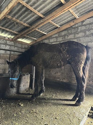 Лошади, кони: Продаю | Кобыла (самка), Конь (самец), Жеребенок | Полукровка | На забой, Для разведения, Для молока — 34