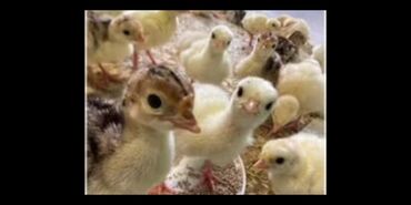 ат жаныбар: Продаю | Куры, Инкубационные яйца | Для разведения