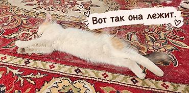 Табылган жана жоголгон мышыктар: Породасыз, 4 айлык, Ургаачы, Аргын — 2