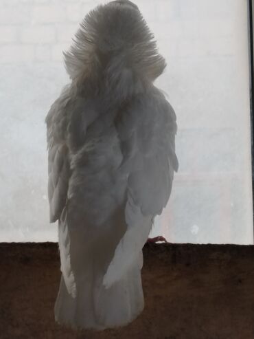 Göyərçinlər: Məhsul: Qüvərcinlər (dekorativ və uçuş növləri) Təsvir: - Rənglər — 11