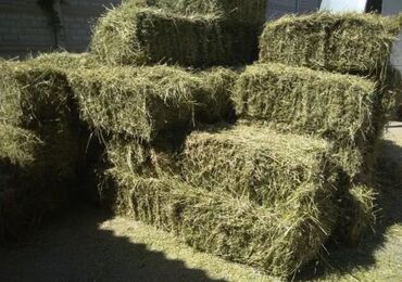 где купить кукурузу для попкорна в бишкеке: Продаю🍀 тюки клевера по штучно и потом. Тюки стандартные сухие!