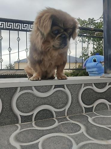 Pekines, Erkək lalafo.az -da Pekines, Erkək