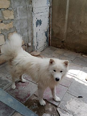 pidbul itler: Samoyed — 2
