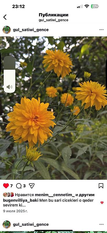 Otaq bitkiləri: Her cure guler var veregliyin baxin ancag xanimlara satiş olur Gencedi — 27