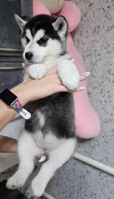 Продажа собак: Хаски, 1 месяц, Самка, С прививкой, С родословной — 3