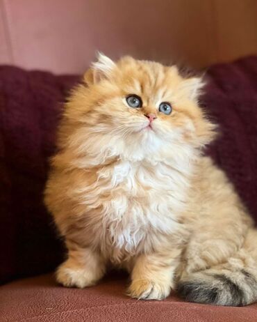 chinchilla: Britan, Erkək, Dişi