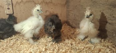 Cücələr: Toyuq cücələri, Damazlıq — 3