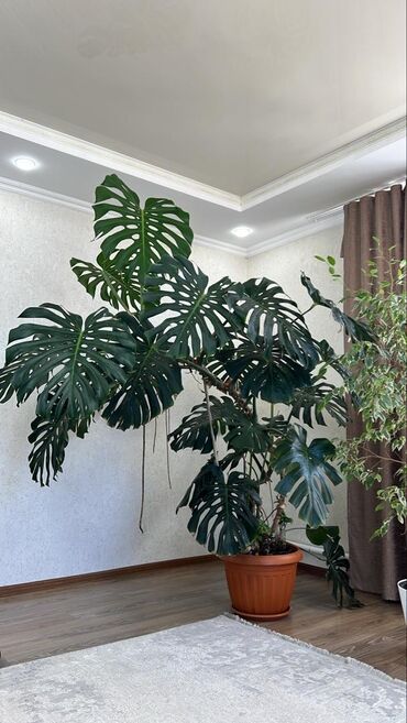 посуда для льда: Монстера деликатесная (Monstera deliciosa) в крупном горшке. -