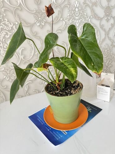пуфик цена: Комнатные растения в горшках - Спатифиллум (Spathiphyllum, «Женское