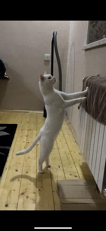 angora pişik: Ağ pişik – ev pişiyi - Rəngi: Tam ağ, qısa və yumşaq tüklü - Gözləri — 4