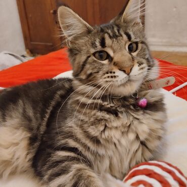 мейн кун бишкек 😺 питомник lyubushka 🐈 купить котенка 🐾 цена фото: Мейн-кун, 4 айлык, Ургаачы