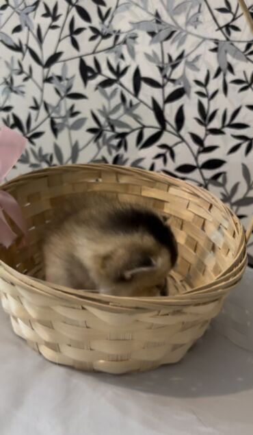 Pişiklər: Şinşilla, Dişi, Erkək, Ünvandan götürmə, Ödənişli çatdırılma — 5