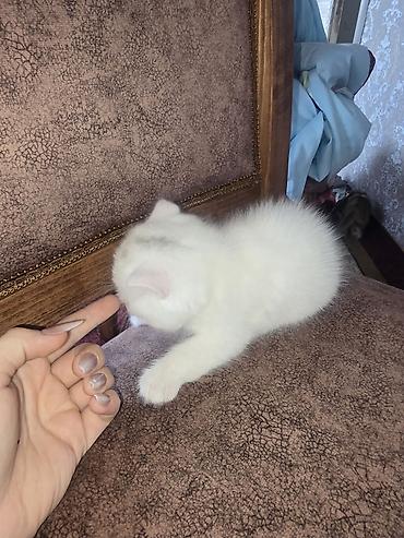 Кошки: Шотландская, Самка, Бесплатная доставка — 3