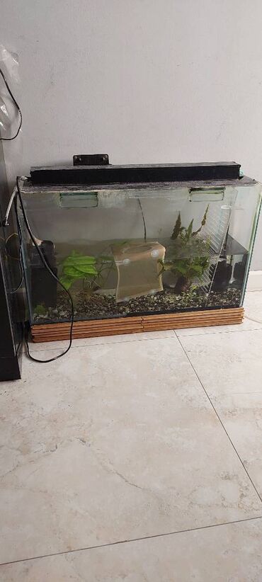 akvarium bitkiləri: Uzunu 70 eni 20 hündürü 40 sm 60 litr akvarium icinde işığı, qruntu