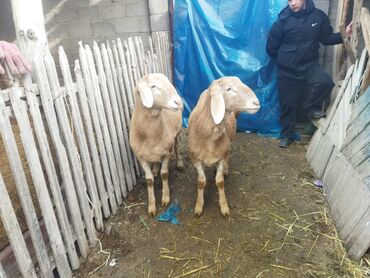 Баран, овца: Продаю | Баран (самец) | Для разведения | Осеменитель — 7