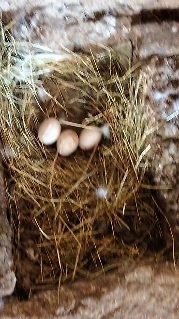 Yumurta: Ördək yumurtası - Təsvir: Şəkillərdə təsvir olunan, samanla — 8