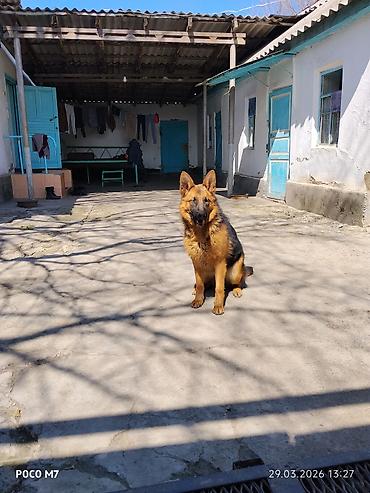 Продажа собак: Немецкая овчарка - Порода: немецкая овчарка (чёрно-рыжий окрас — 13