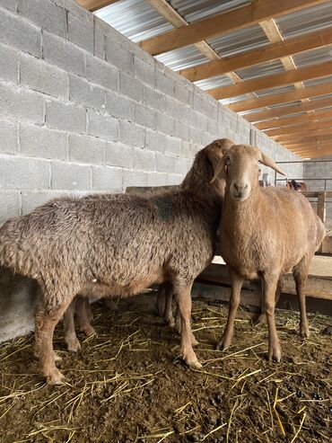 домик для животных: Сатам | Ургаачы кой (ургаачы) | Аргын, Арашан | Көбөйтүү үчүн | Бооз, Ургаачы