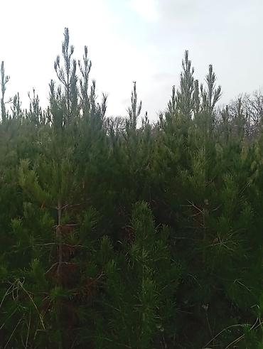 Tinglər: Şam (pine) tingləri – iynəyarpaq landşaft ağacı - Növ: Şam ağacı — 9