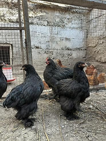коой: Продаю | Куры | Кохинхин | Для разведения — 3