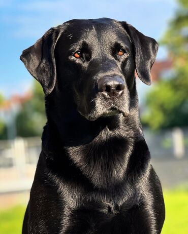 it təlimi: Labrador-retriver, 2 il, Erkek, Peyvəndli