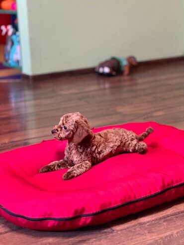 Psi: Nasa odgajivacnica se nalazi u Indjiji i bavimo se uzgojom pasa 15 — 6