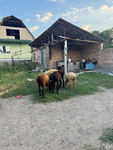 Баран, овца: Продаю | Ягненок | На забой — 13
