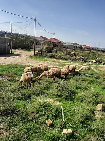 kompresor 100 lt: Qoyun sürüsü – ət və damazlıq üçün - Növ: yerli qarabaş/qoyun tipli — 4