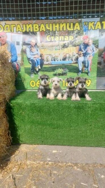 Psi: Patuljasti Snaucer biber so Stenci patuljastog snaucera traze nove — 6