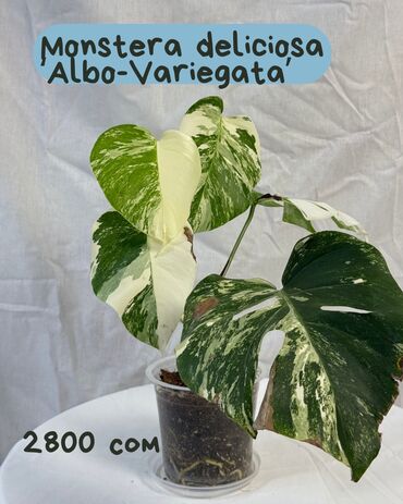 форель александровка: Район Дубовый Парк Для покупки напишите нам на What’sApp Можете